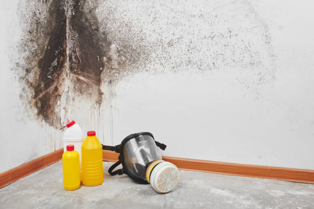Best Post-Flood Mold Remediation in Obetz, OH