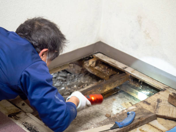 Best Commercial Mold Remediation in Obetz, OH