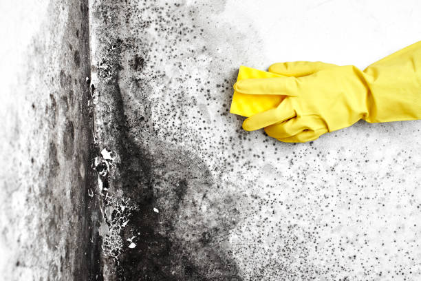 Best Emergency Mold Remediation in Obetz, OH