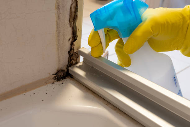 Trusted Obetz, OH Mold Remediation Experts