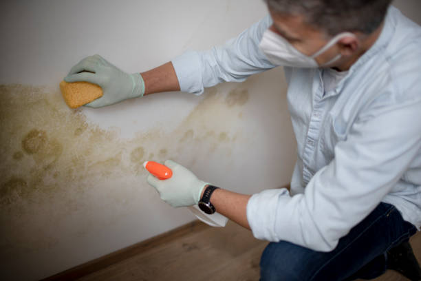 Best Residential Mold Remediation in Obetz, OH