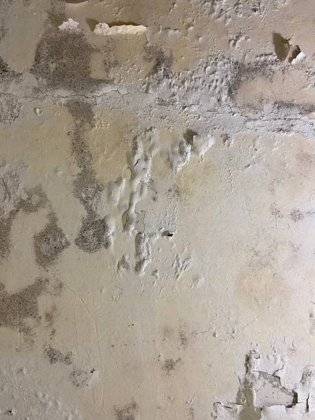 Best Attic Mold Remediation in Obetz, OH