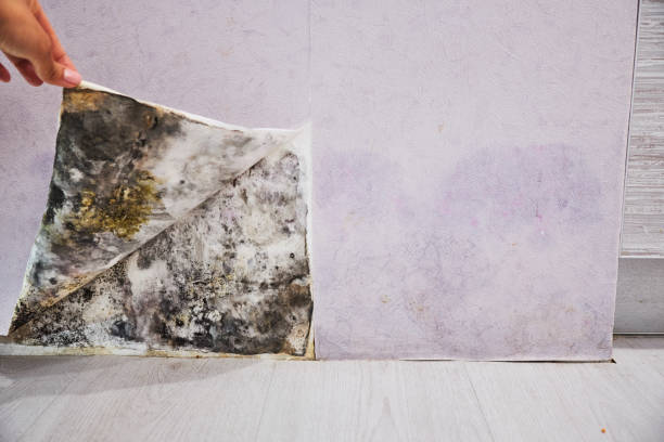 Best Residential Mold Remediation in Obetz, OH